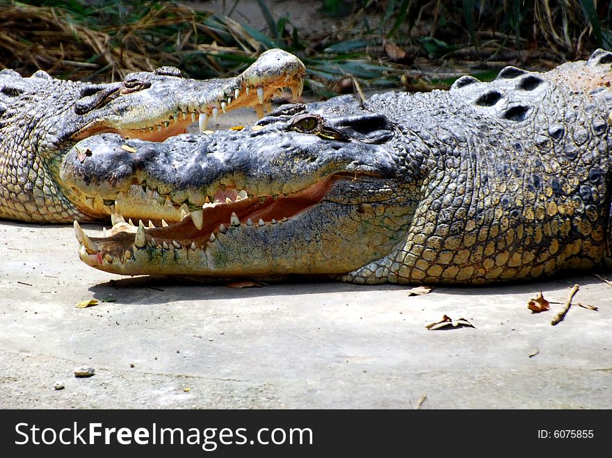 A salt water crocodile in a crocodile farm in darwin - australian northern territories