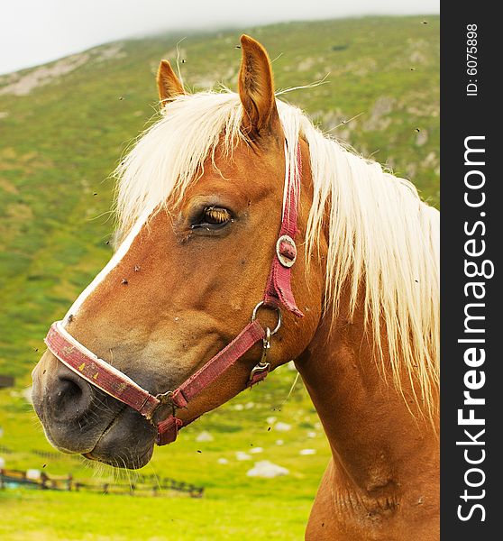 A funny wild brown horse portrait with a green hill background.