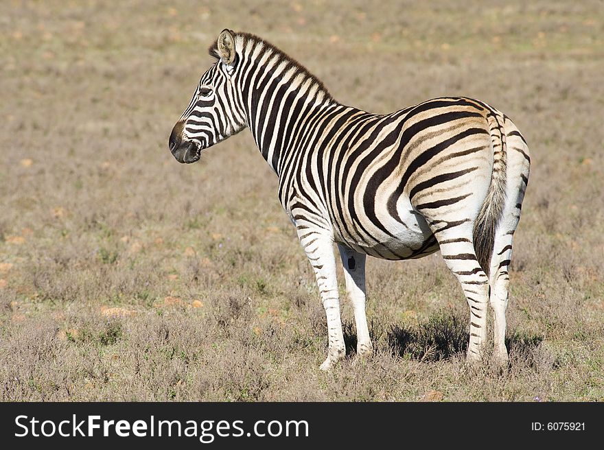 Healthy zebra in a wildlife reserve. Healthy zebra in a wildlife reserve.