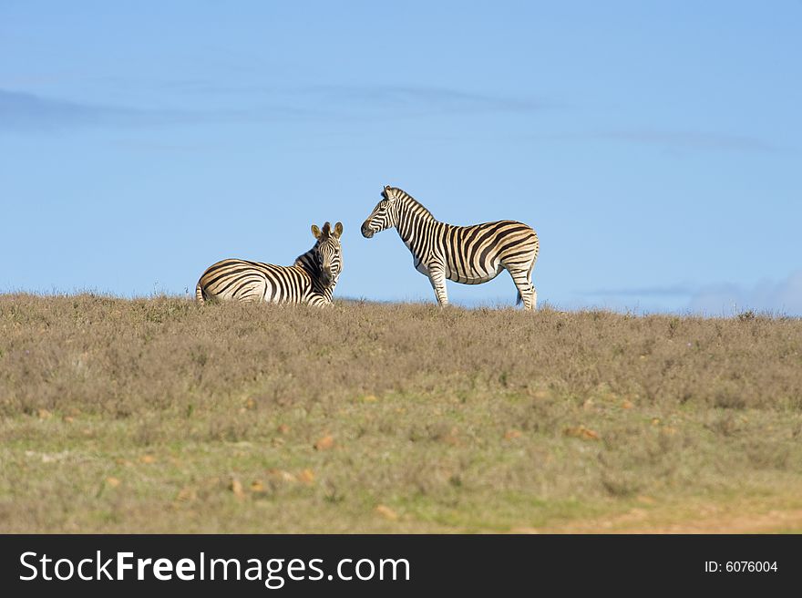 Healthy zebras standing and lying on the horizon in a wildlife reserve. Healthy zebras standing and lying on the horizon in a wildlife reserve.