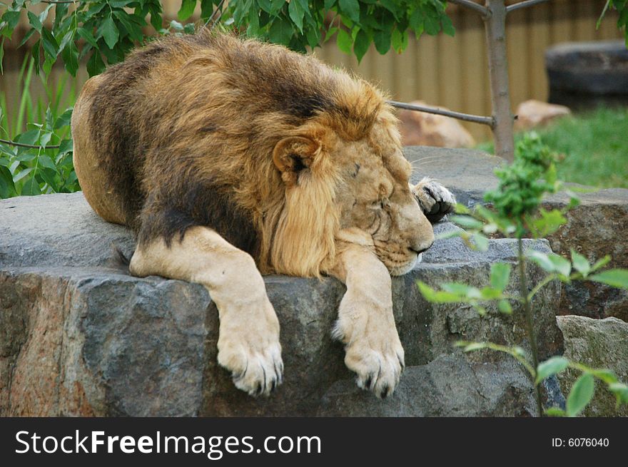 Lion - lying under the tree on stone