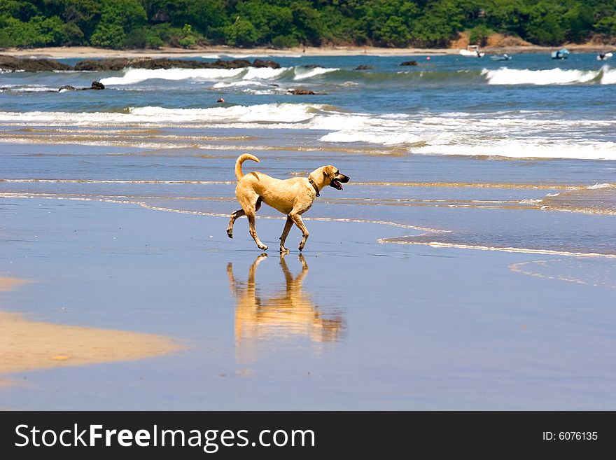 A small yellow dog running down the beach with reflection. A small yellow dog running down the beach with reflection