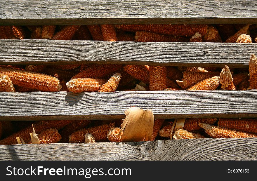 Corn leftovers on stock in old granary. Corn leftovers on stock in old granary.