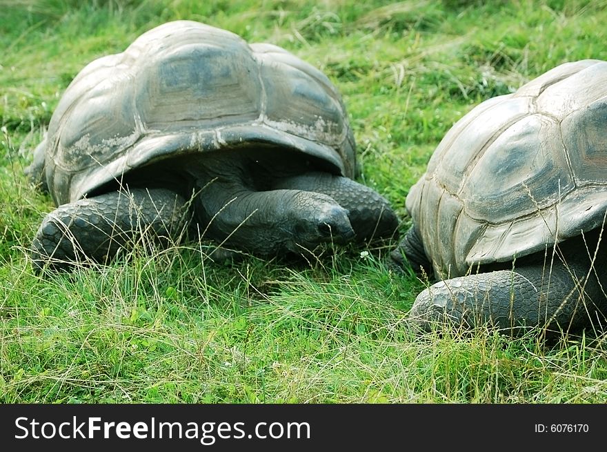 Two huge turtles in grass