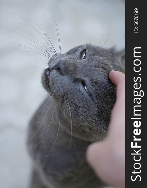 Human hand to caress a russian blue cat