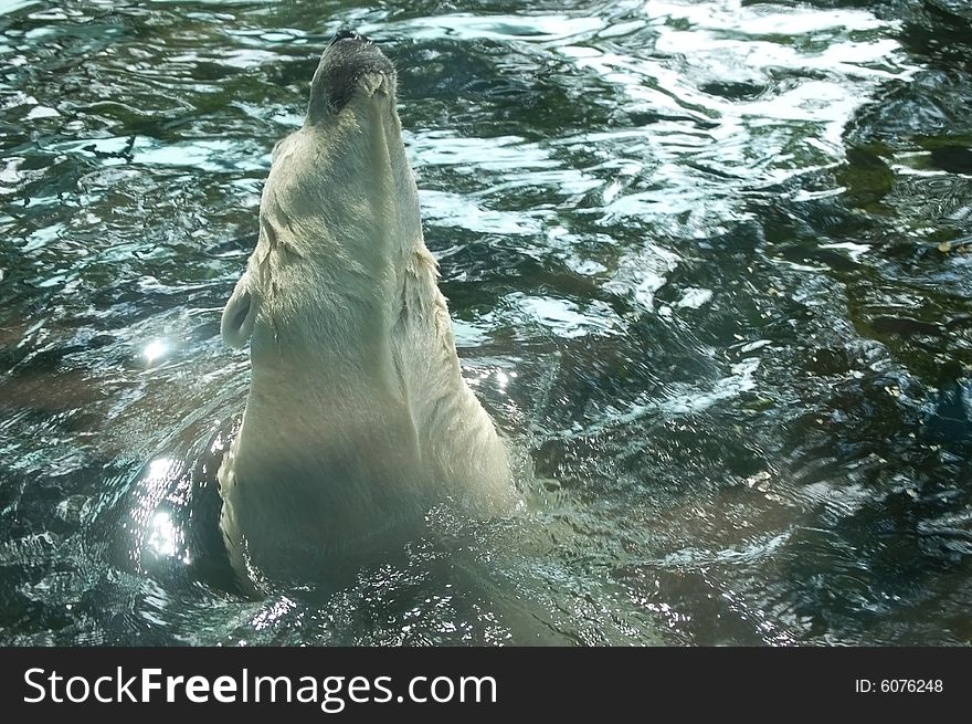 Diving polar bear - swimming, watter background