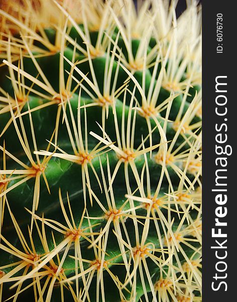 Cactus In Cameron Highlands