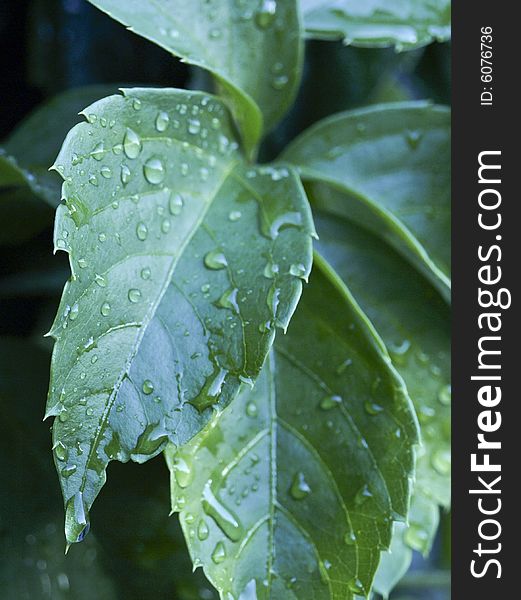 Drop water on green leaf