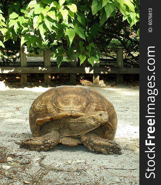 Profile of large tortoise reptile in sandy environment. Profile of large tortoise reptile in sandy environment