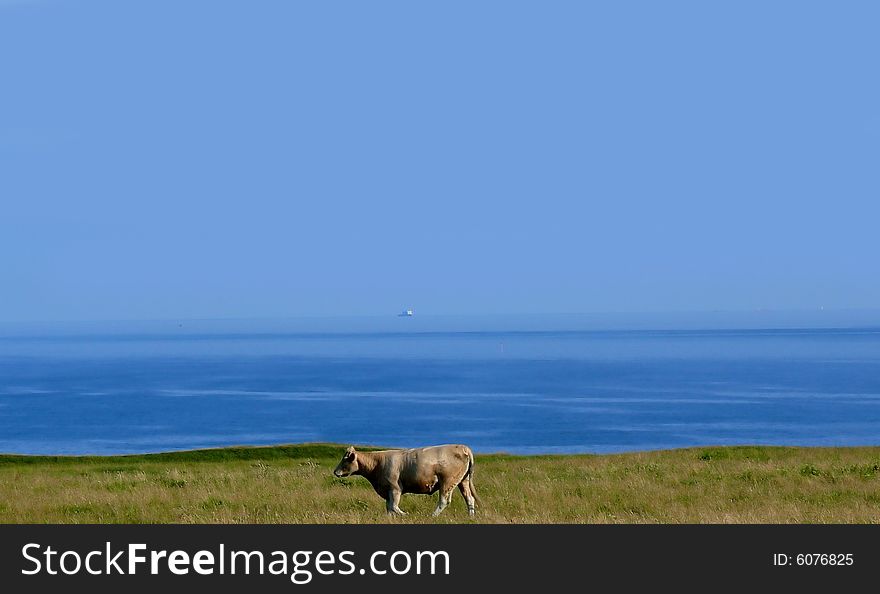 A white cow in front of blue waters. A white cow in front of blue waters