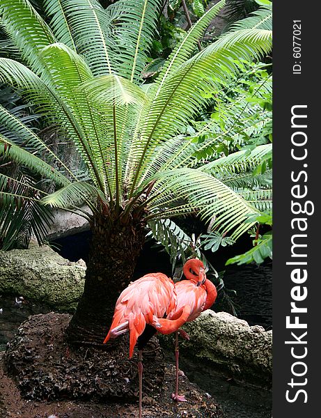 Two flamingos rest under a palm tree close to each other.