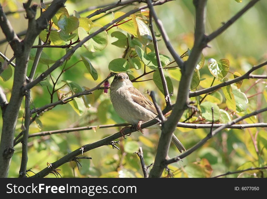 A field sparrow between the bkrok. A field sparrow between the bkrok.
