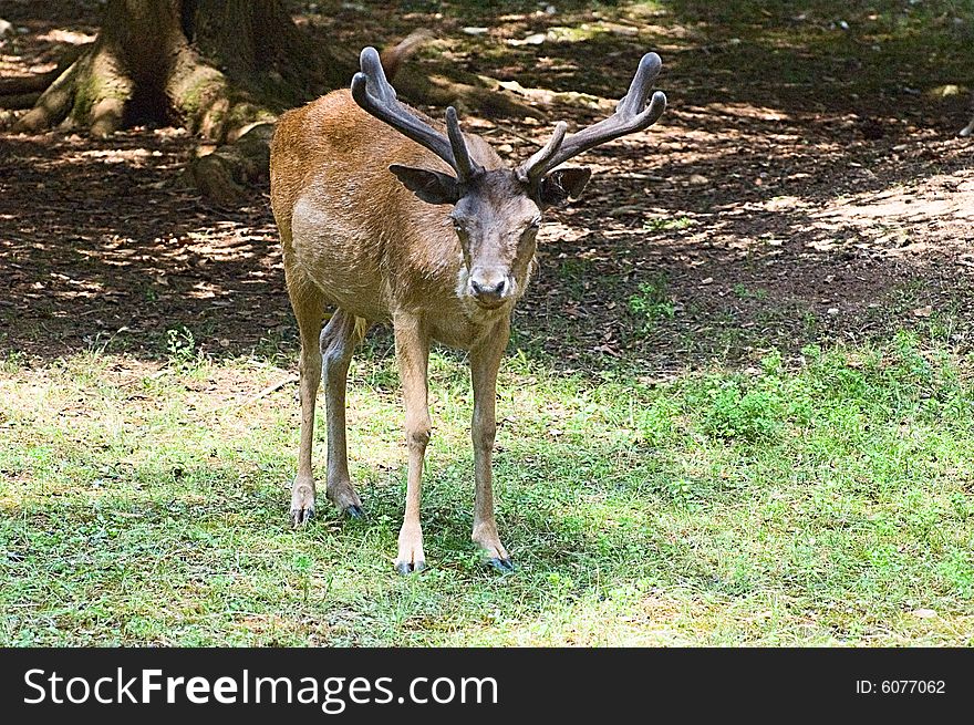 Photo of a deer staying at the lawn