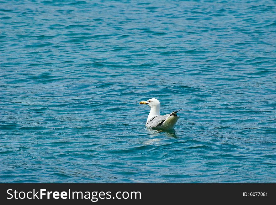 Photo of a seagull swimming in the Mediterranean sea