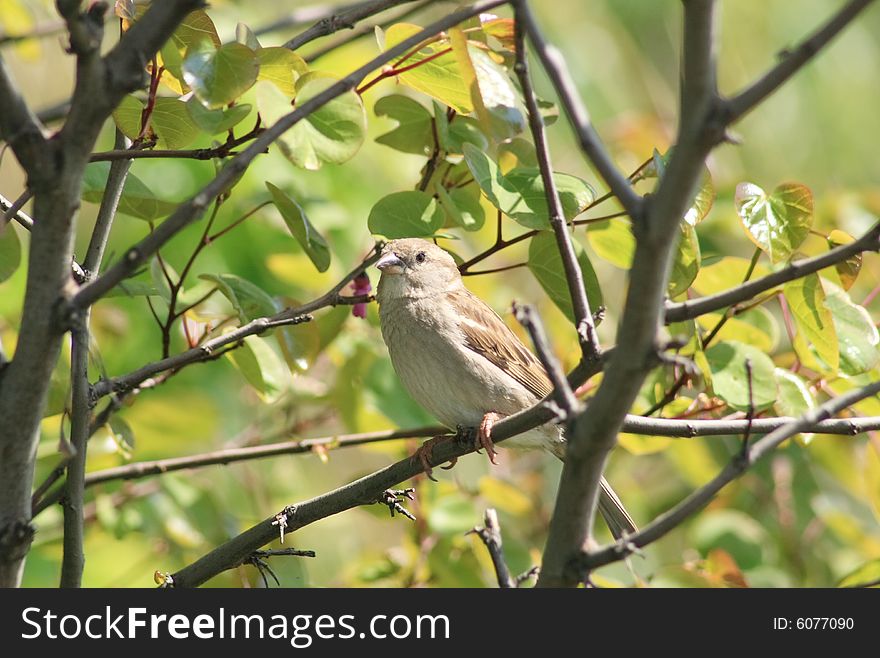 A field sparrow between the bkrok. A field sparrow between the bkrok.