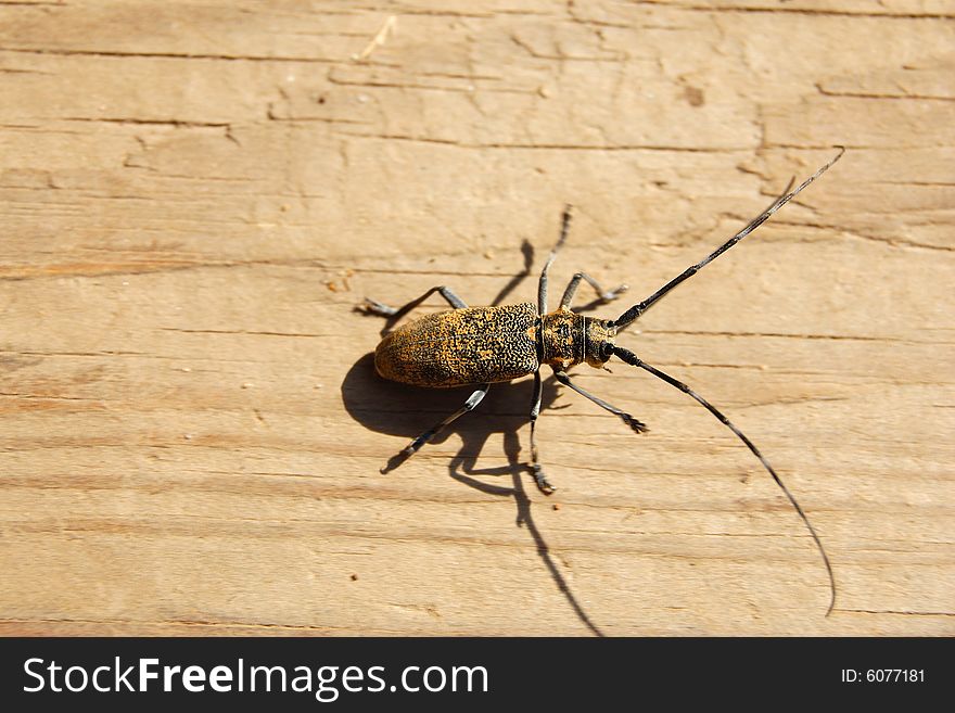 Beetle on a wooden desk