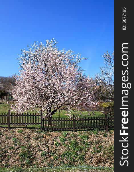 The vernal blooming of an almond-tree. The vernal blooming of an almond-tree.