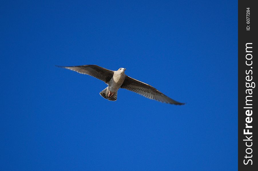 Gull flying on the blue sky. Gull flying on the blue sky