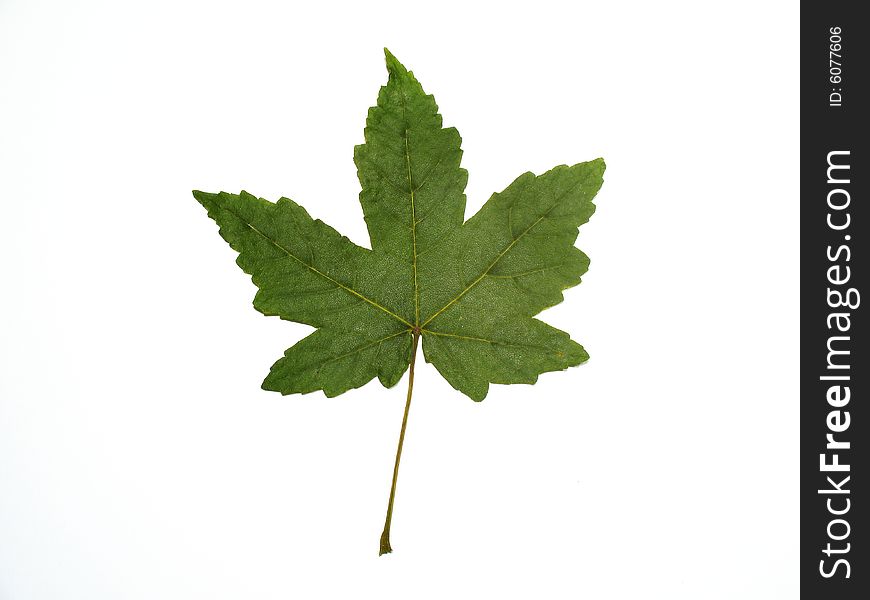 Detail of green maple leaf