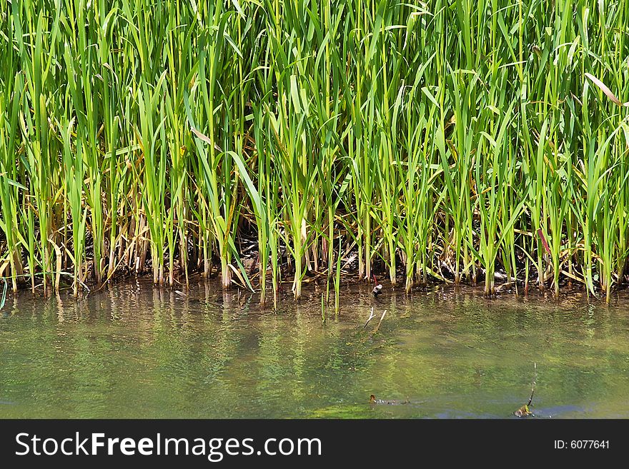 Green bulrush on the river bank