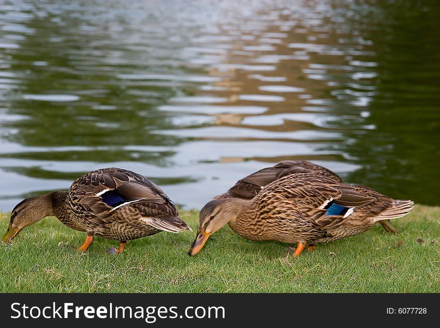 Two ducks eating grass by a lake. Two ducks eating grass by a lake