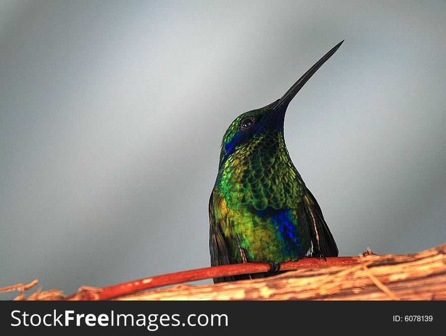 Perched hummingbird with captioning space