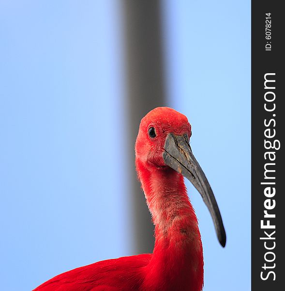 Dark red Ibis sitting and watching