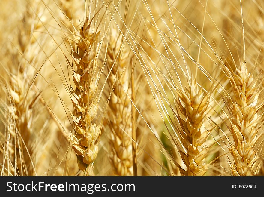 Wheat that is ready to harvest. Wheat that is ready to harvest