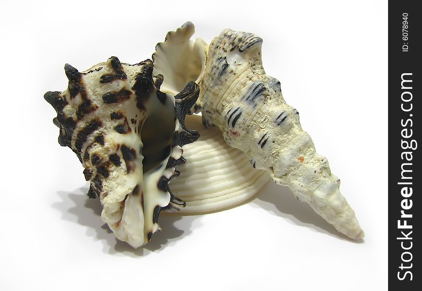 3 Seashells in white background