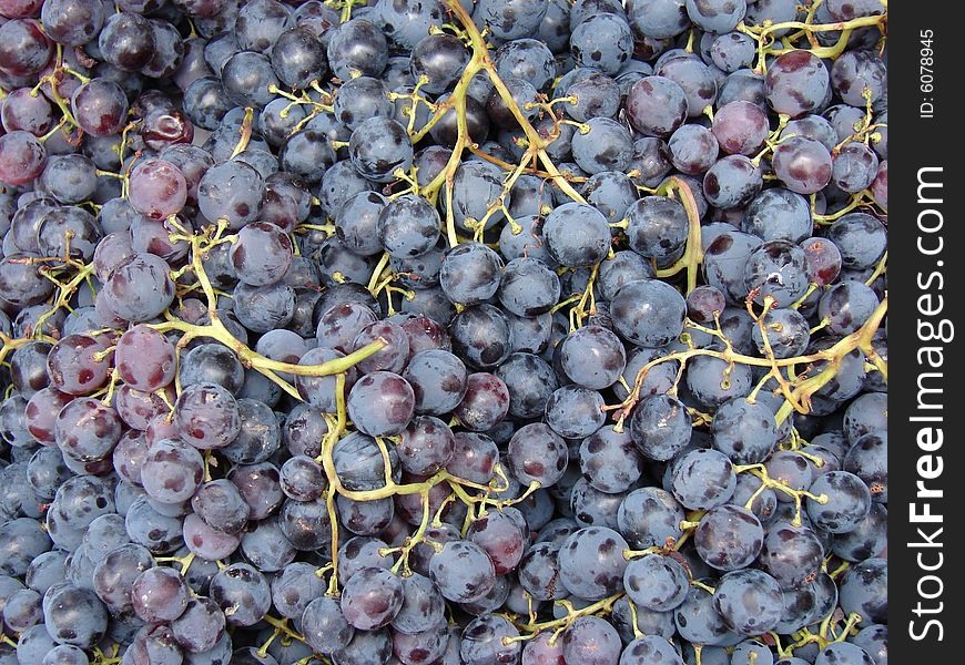 Blue grapes as a background