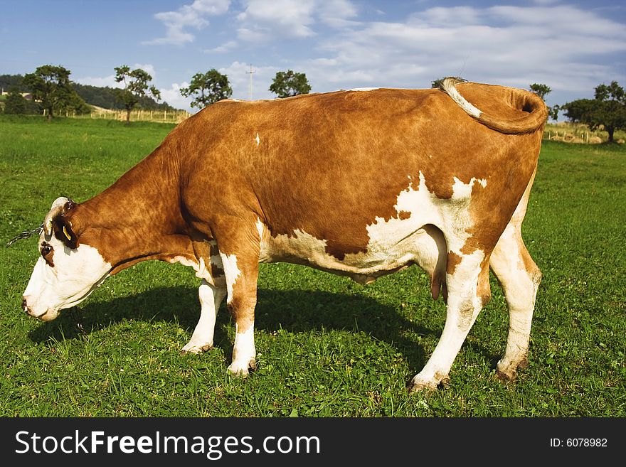 Red and white milk cow in a field