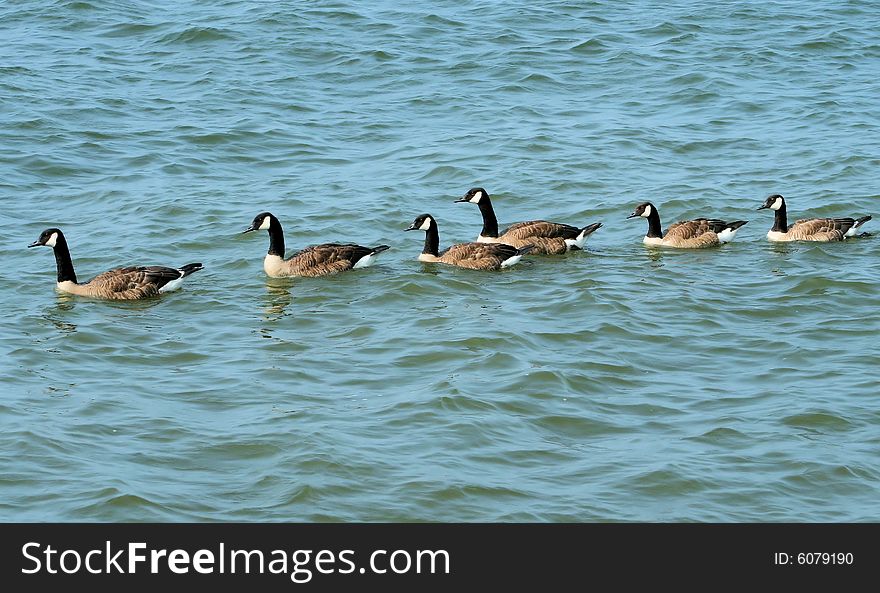 Six Canadian geese swimming in Lake Erie. Six Canadian geese swimming in Lake Erie