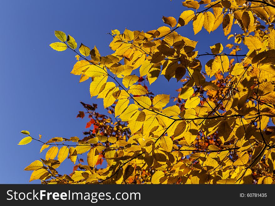 Beautiful Fall colors against Blue sky