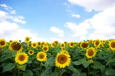 Sunflower Royalty Free Stock Images Sunflower Royalty Free Stock Images