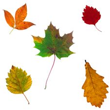Full-size Composite Of Various Autumn Leaves Royalty Free Stock Photography Full-size Composite Of Various Autumn Leaves Royalty Free Stock Photography