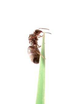 Ant On Grass Stock Image