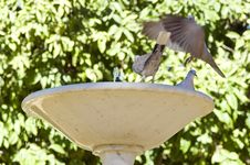 Fountain And Doves Royalty Free Stock Photo Fountain And Doves Royalty Free Stock Photo