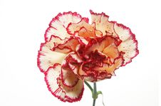 Carnation Stock Photo