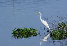 White Heron Stock Image