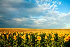 Field Of Sunflowers Royalty Free Stock Photography