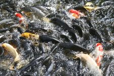Koi Fishes In The Pond Stock Photos Koi Fishes In The Pond Stock Photos