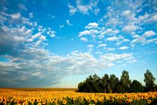 Field Of Sunflowers Royalty Free Stock Images
