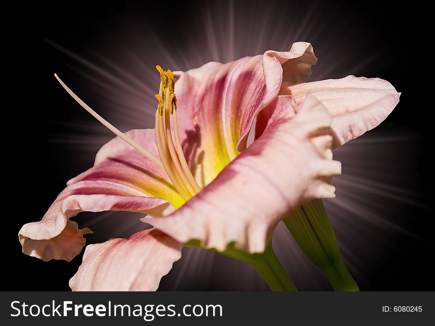 Day lily captured against black background with lighting effect.