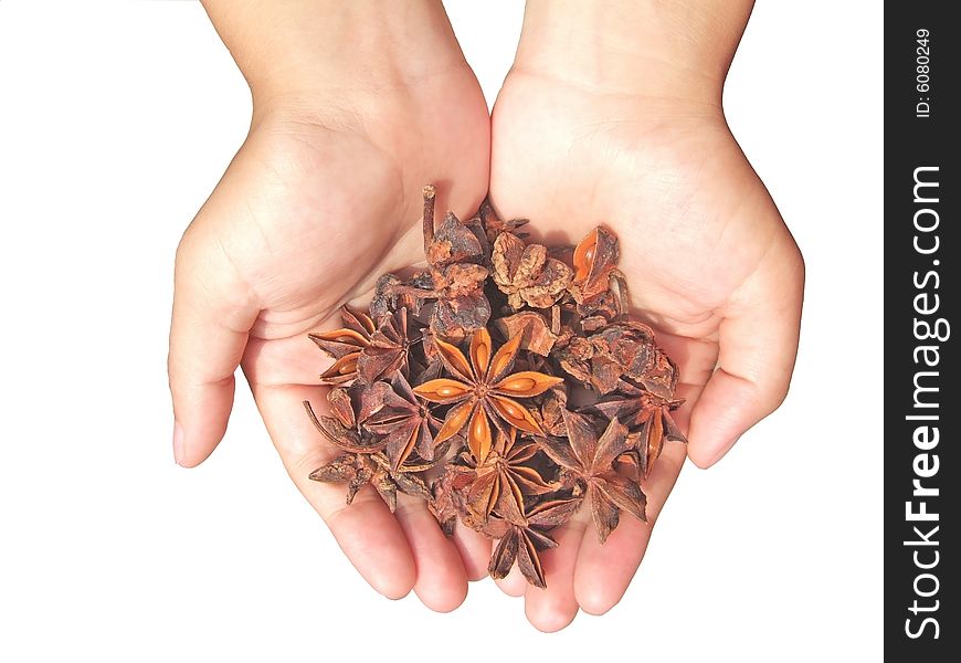 Aniseed in hand with white background