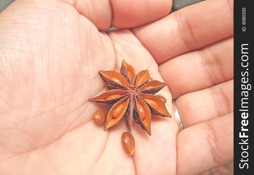 Aniseed in hand with white background