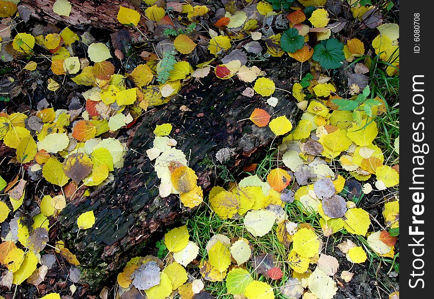 Colorful defoliation on the grass. Colorful defoliation on the grass.