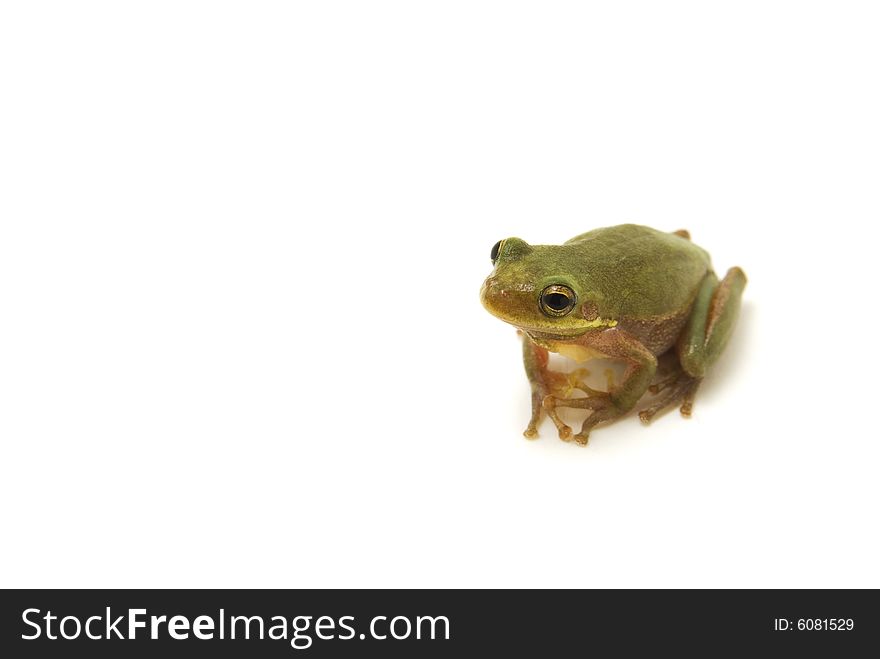 Squirrel Tree Frog (Hyla squirella) Isolated on white background