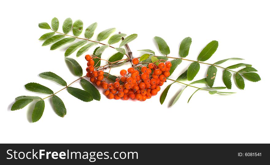 Close-up ashberries with leafs, isolated on white