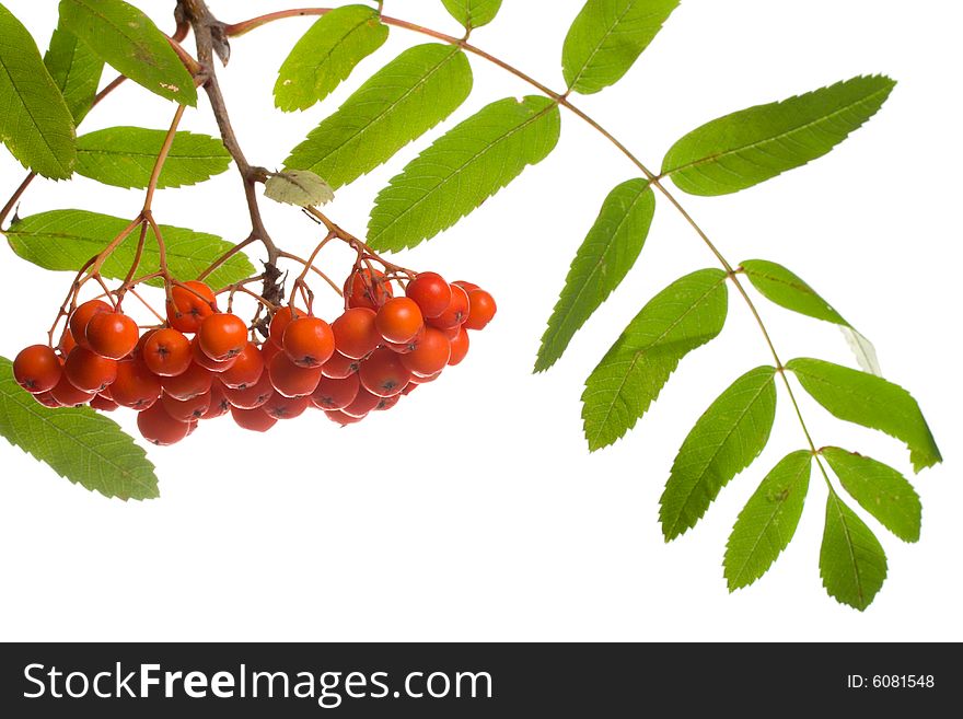 Close-up ashberries with leafs, isolated on white