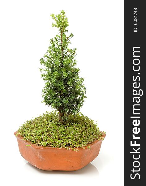 Beautiful bonsai pine tree isolated over white background